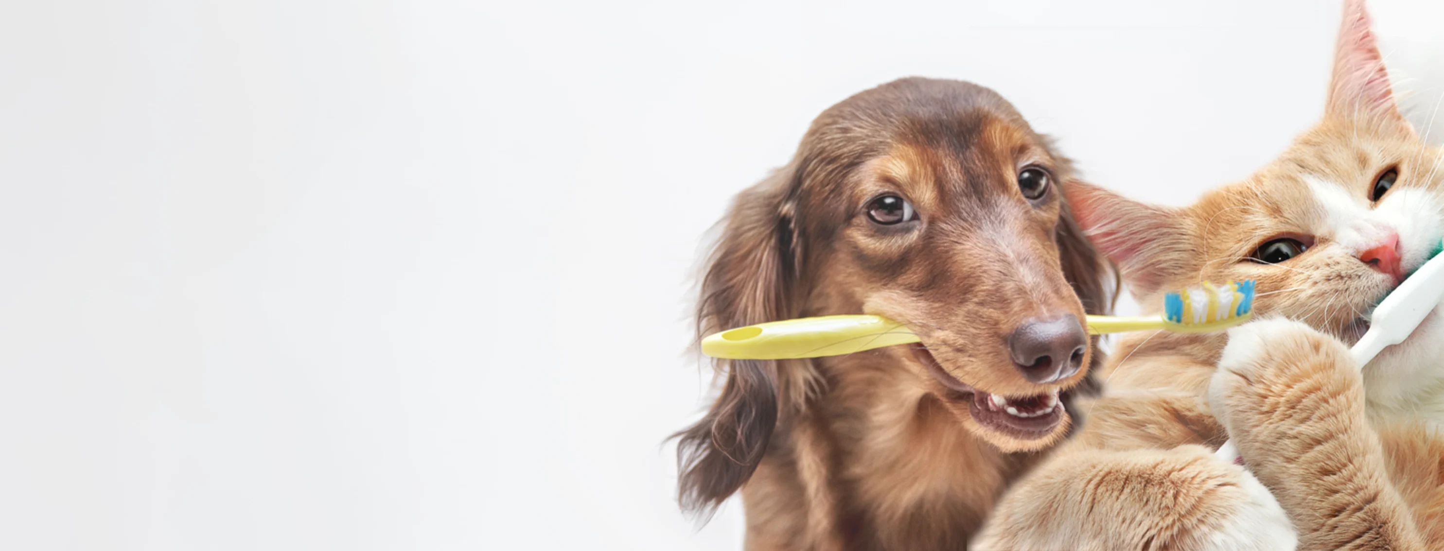 Small dog with yellow toothbrush in mouth
